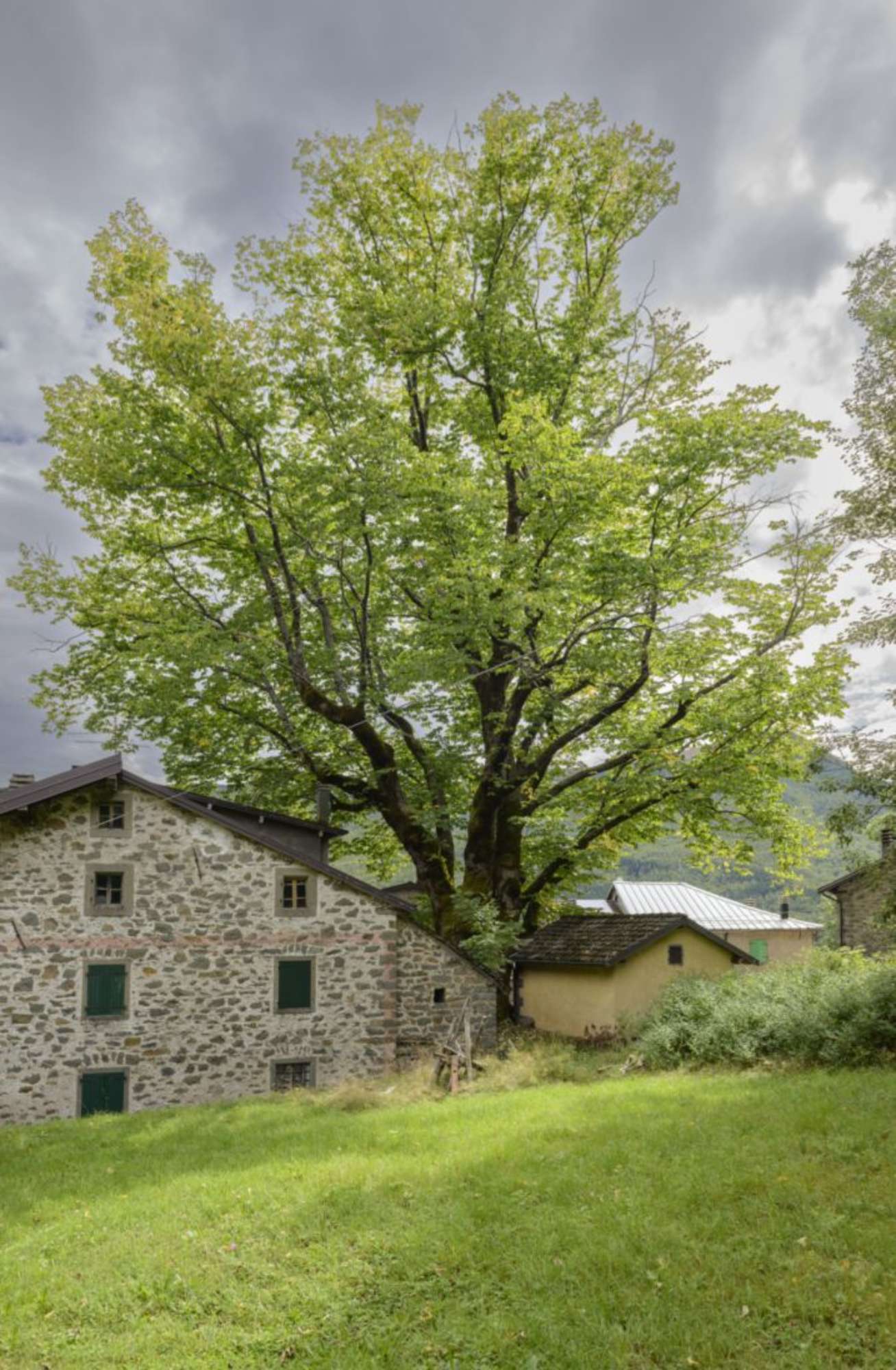 Olmo montano_Pievepelago_SCA3233